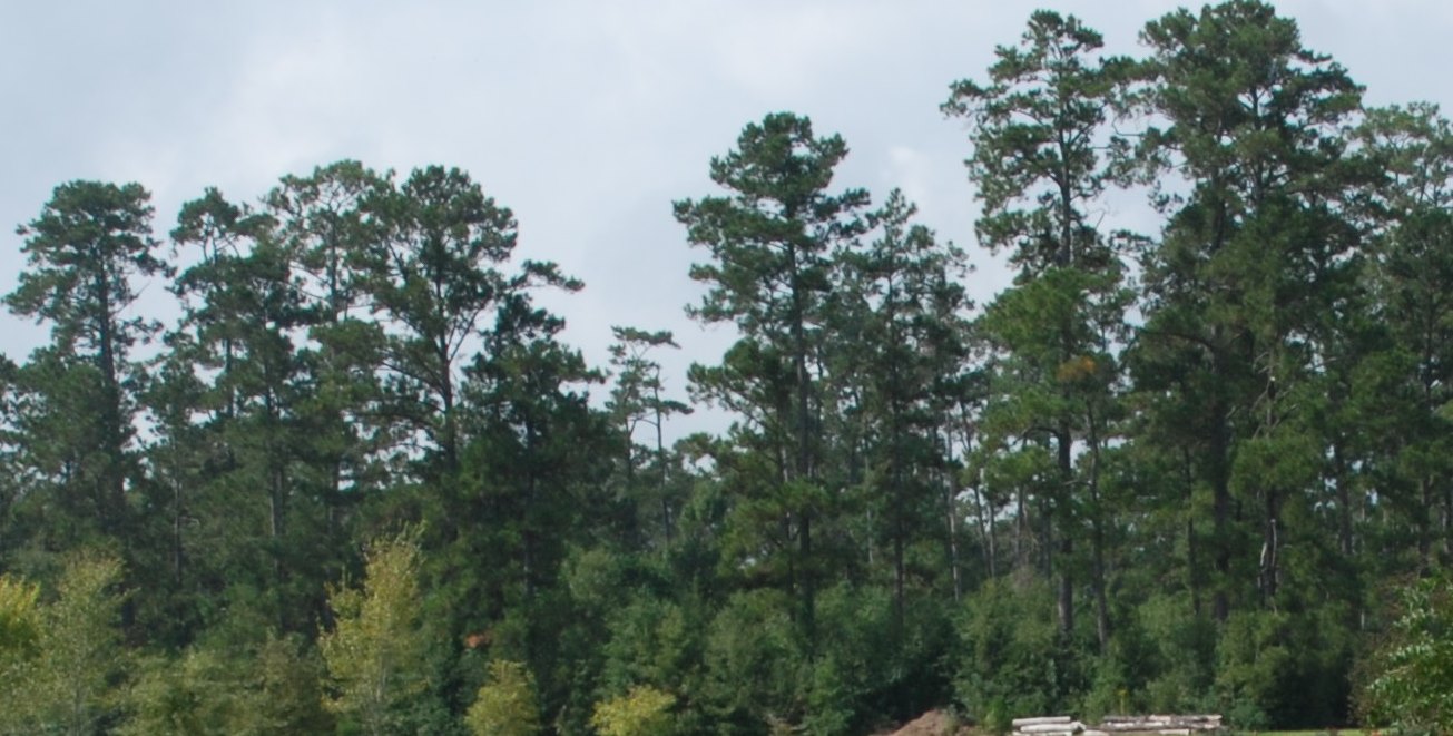 Forestry forum scheduled for March 17 in Hammond